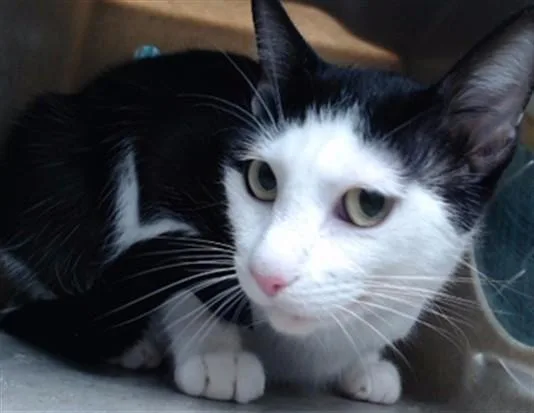 A young medium-sized female Domestic Short Hair cat named Raven for adoption in Downey, CA