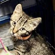 A baby small-sized male Brown / Chocolate Domestic Short Hair cat named Alex Ewadar for adoption in Chandler, AZ