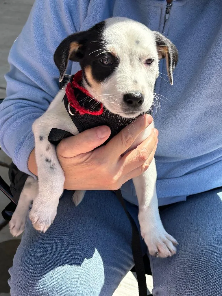 A baby medium-sized female Hound dog named Dottie for adoption in Ewing, NJ