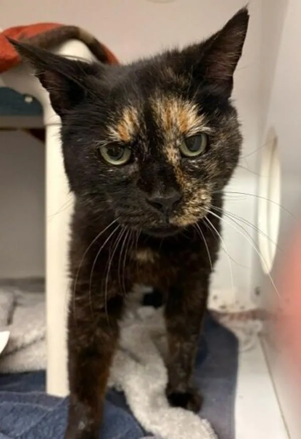 An adult medium-sized female Domestic Short Hair cat named Amaya for adoption in San Diego, CA