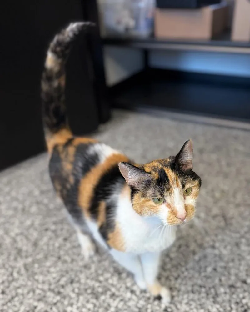 A senior medium-sized female Calico Domestic Short Hair cat named Sophia for adoption in Cortland, OH