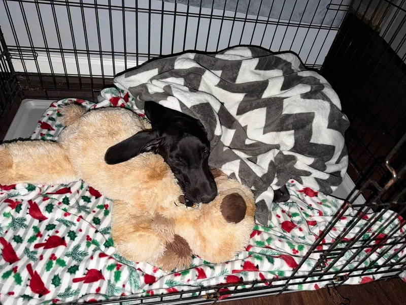 A baby large-sized female Black Great Dane dog named Sweet Baby Dane for adoption in Houston, TX