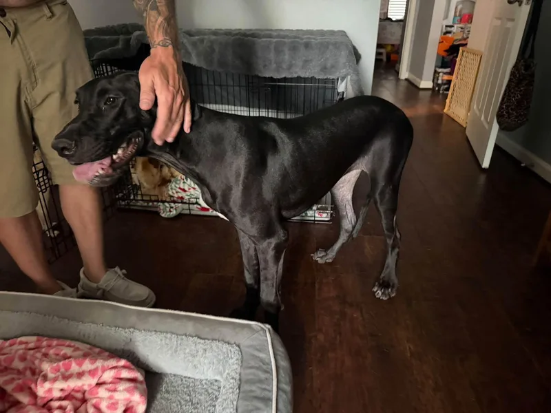 Sweet Baby Dane thumbnail 3