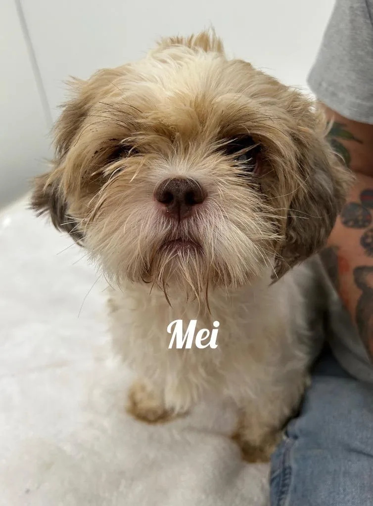 A senior small-sized female Shih Tzu dog named Mei for adoption in Jacksonville, IL
