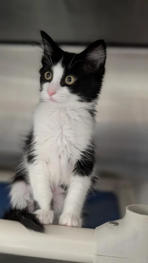 A baby medium-sized female Domestic Long Hair cat named Zuri for adoption in Shoreline, WA