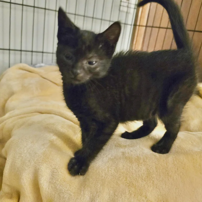 A baby small-sized female Domestic Short Hair cat named Mini for adoption in Canton, CT