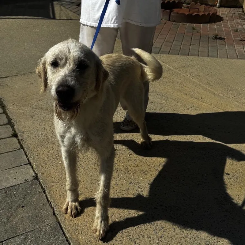 Consuela thumbnail 2