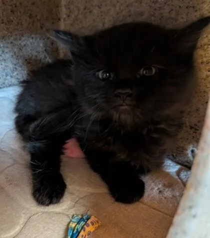 Binx