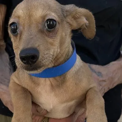 A young small-sized male Yellow / Tan / Blond / Fawn Chihuahua dog named Lab for adoption in San Gabriel, CA
