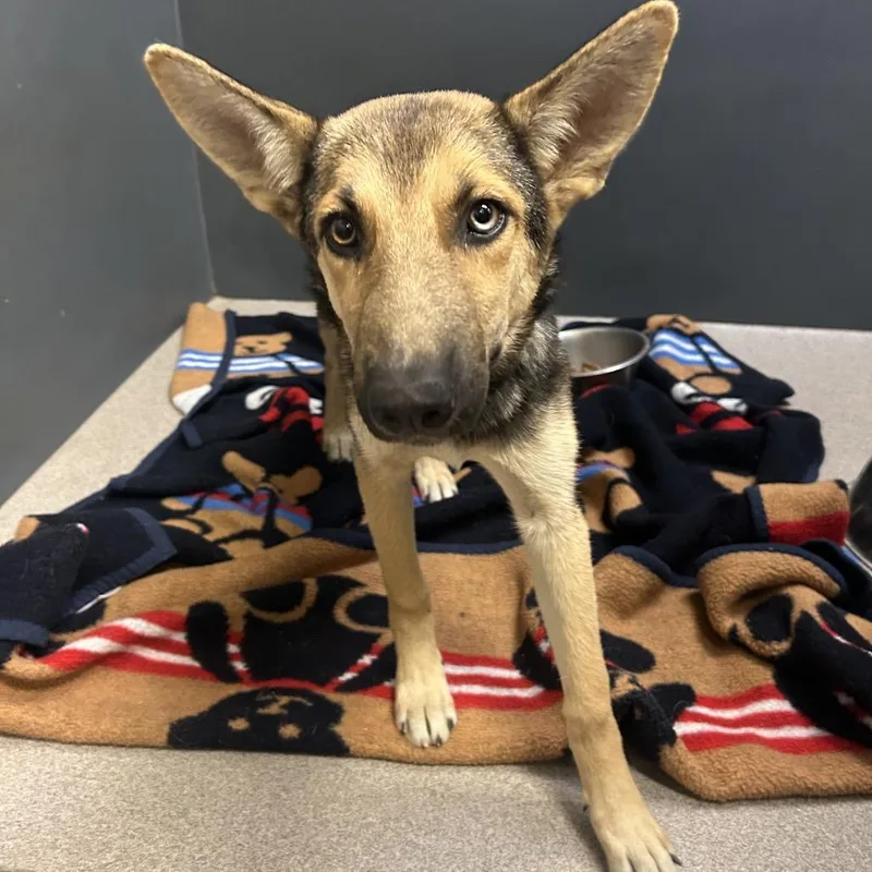 A young large-sized female Yellow / Tan / Blond / Fawn Shepherd dog named Spirit for adoption in Palm Springs, CA