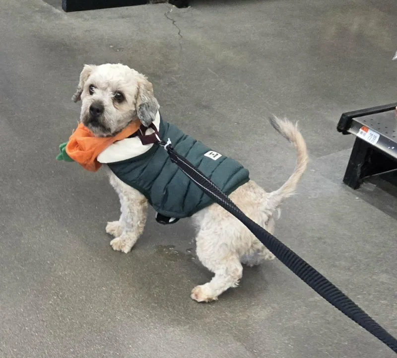 A young small-sized male Shih Tzu dog named Charlie PAC Landy for adoption in Saunderstown, RI