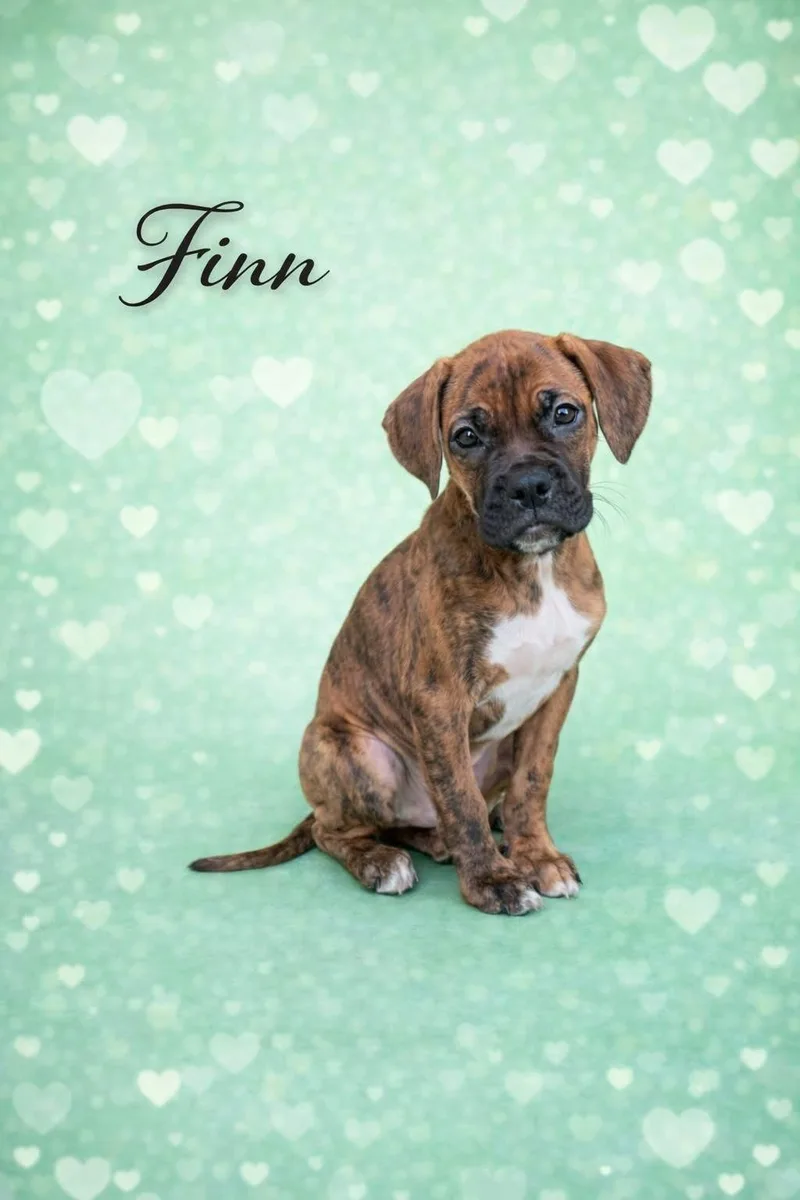 A baby medium-sized male Boxer dog named Finn for adoption in Elizabethtown, PA