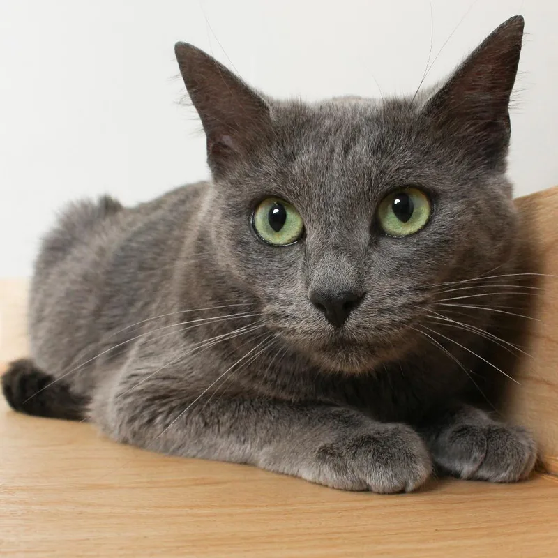 A young medium-sized female Gray / Blue / Silver Domestic Short Hair cat named Jazz C for adoption in Minnetonka, MN