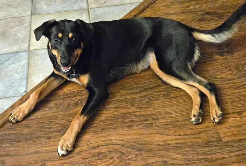 A young medium-sized female Australian Shepherd dog named Jellybean for adoption in Lisbon, IA