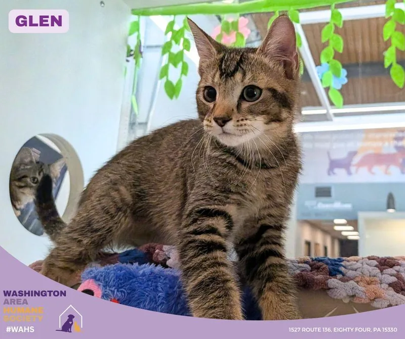 A baby small-sized male Tabby (Brown / Chocolate) Domestic Short Hair cat named Glen for adoption in Eighty Four, PA