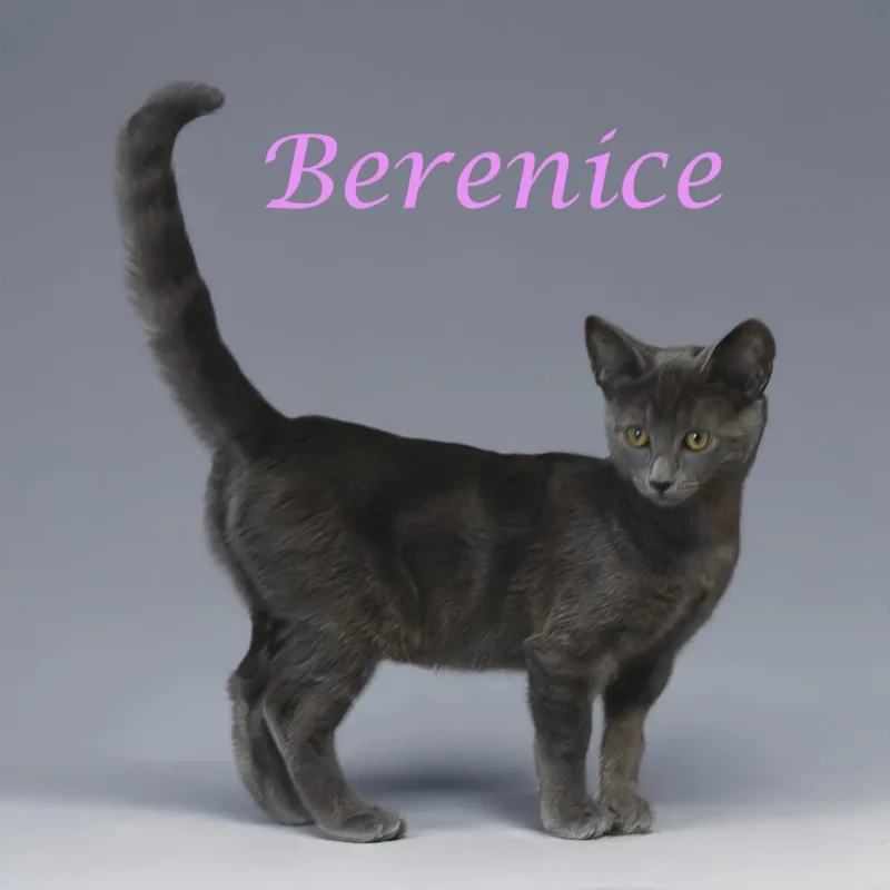 An adult medium-sized female Gray / Blue / Silver Domestic Short Hair cat named Berenice C for adoption in Lebanon, TN