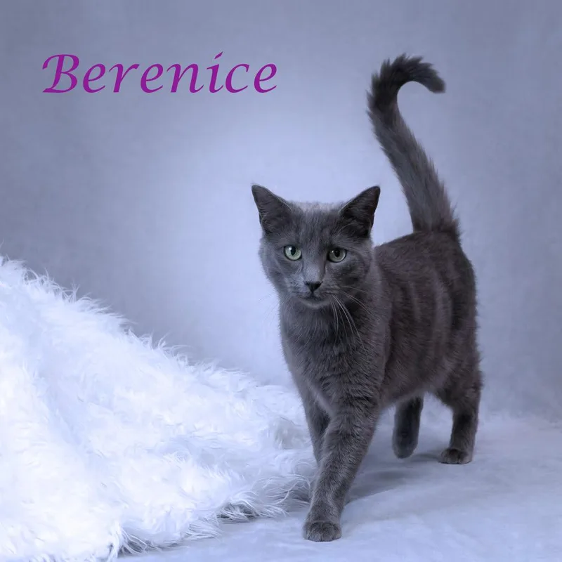 Berenice C thumbnail 2