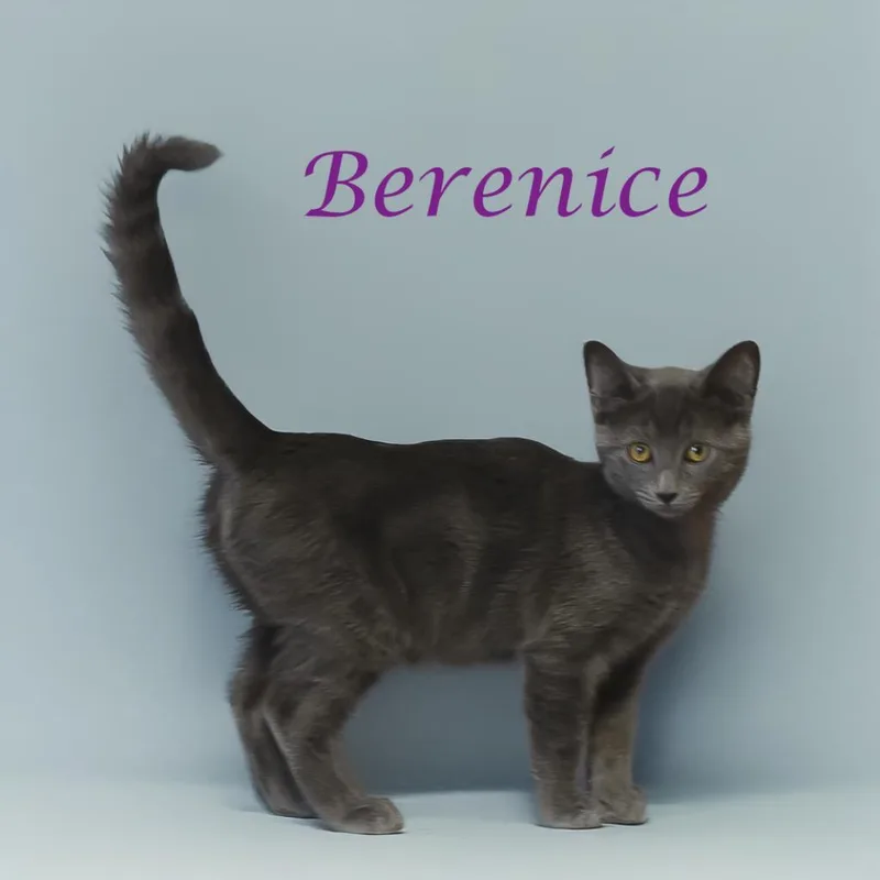 Berenice C thumbnail 3