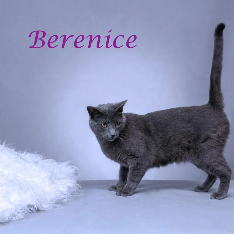 Berenice C thumbnail 4