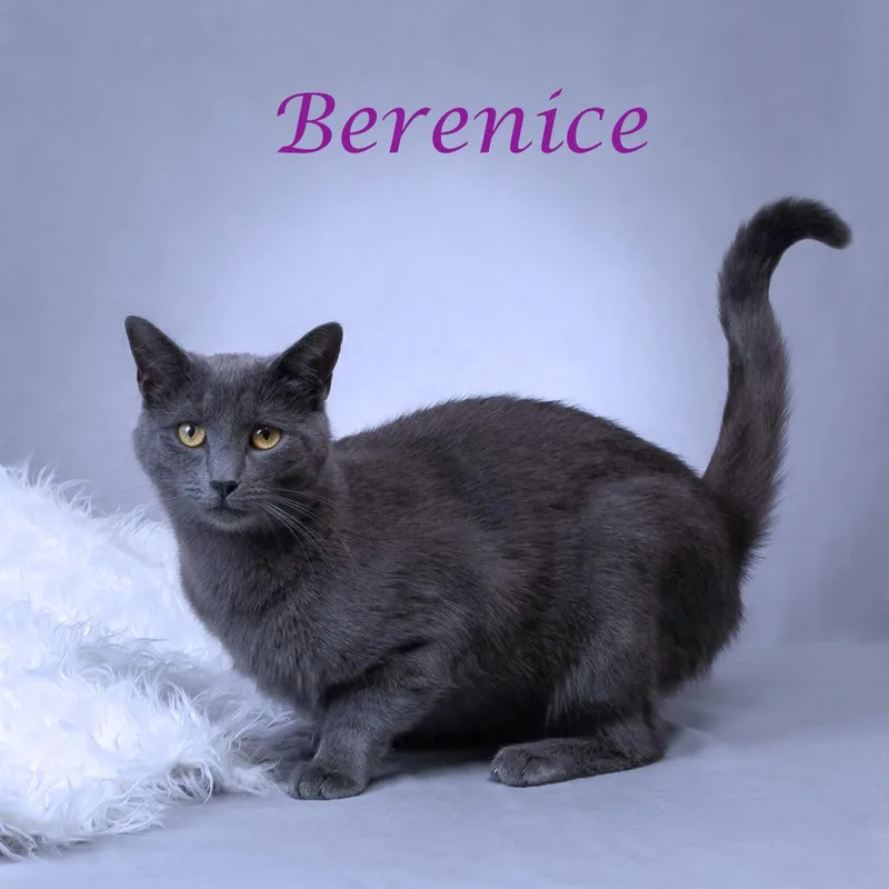 Berenice C thumbnail 5