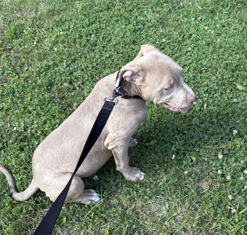 A young large-sized male Pit Bull Terrier dog named Philip for adoption in Coldwater, MI