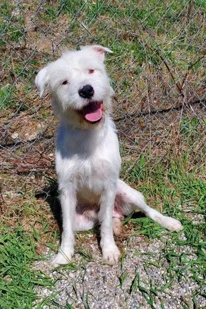 An adult large-sized male Standard Poodle dog named Deuce for adoption in Lake City, MI