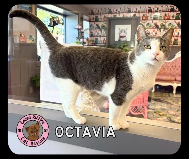 An adult large-sized female Domestic Short Hair cat named Octavia for adoption in Hershey, PA