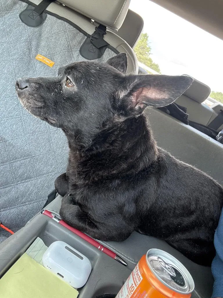 A young small-sized male Chihuahua dog named Grover for adoption in Dalton, GA