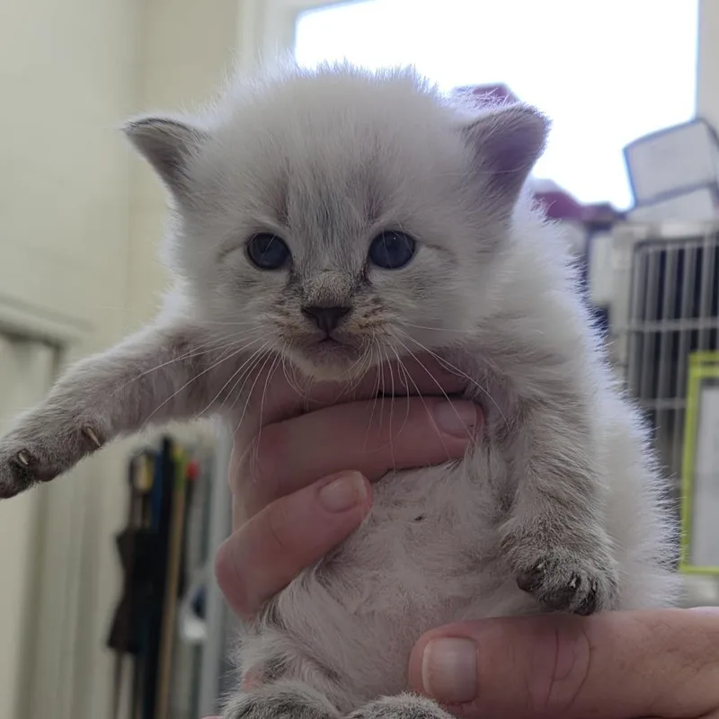 A baby small-sized male Gray / Blue / Silver Domestic Short Hair cat named Everett for adoption in Auburn, AL