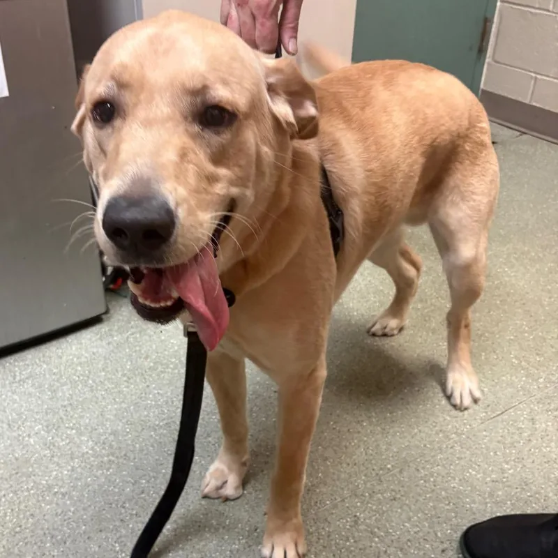 A young large-sized male Labrador Retriever dog named Lunar for adoption in Wilmington, DE
