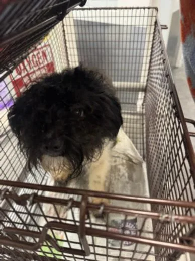 An adult small-sized male Poodle dog named Sqam for adoption in Chatsworth, CA