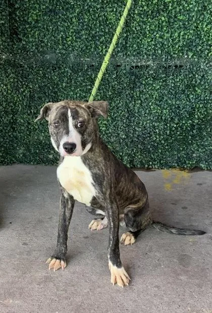 A young small-sized male Brindle Mixed Breed dog named Charlie for adoption in El Paso, TX