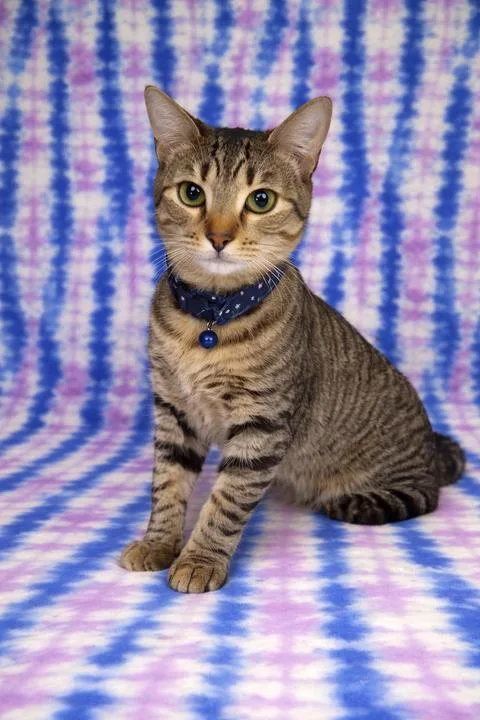 A young medium-sized female Tabby (Gray / Blue / Silver) Domestic Short Hair cat named Fiona for adoption in Valdosta, GA
