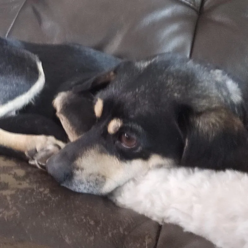 An adult small-sized female Black Terrier dog named Kira for adoption in Alma, WI