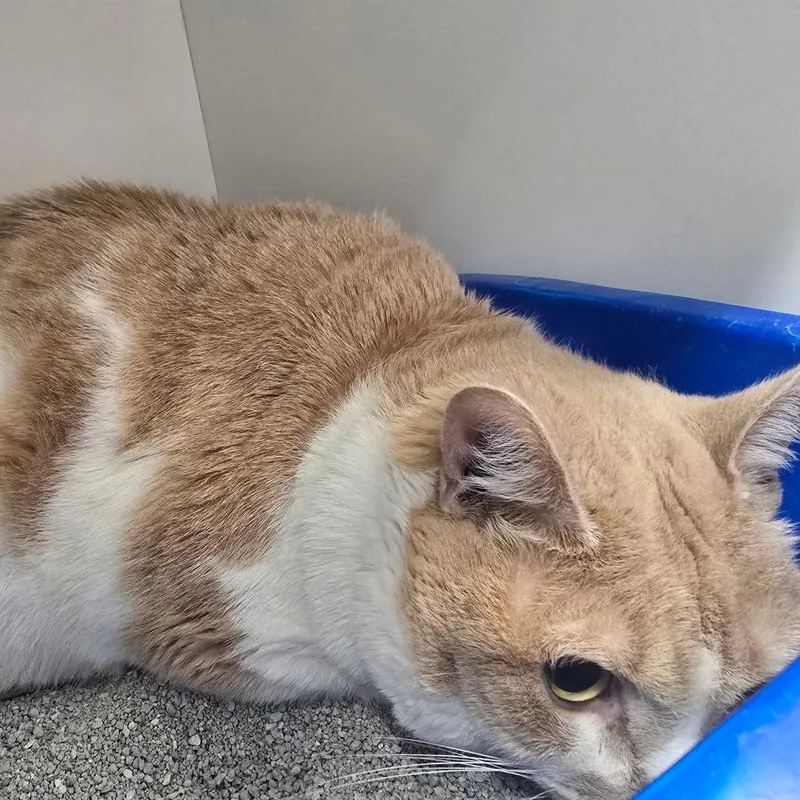 A senior extra large-sized male Buff / Tan / Fawn Domestic Short Hair cat named Beans for adoption in Jasper, IN