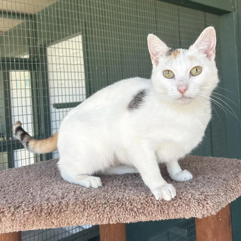 A young small-sized female White Calico cat named Celeste for adoption in Lathrop, CA