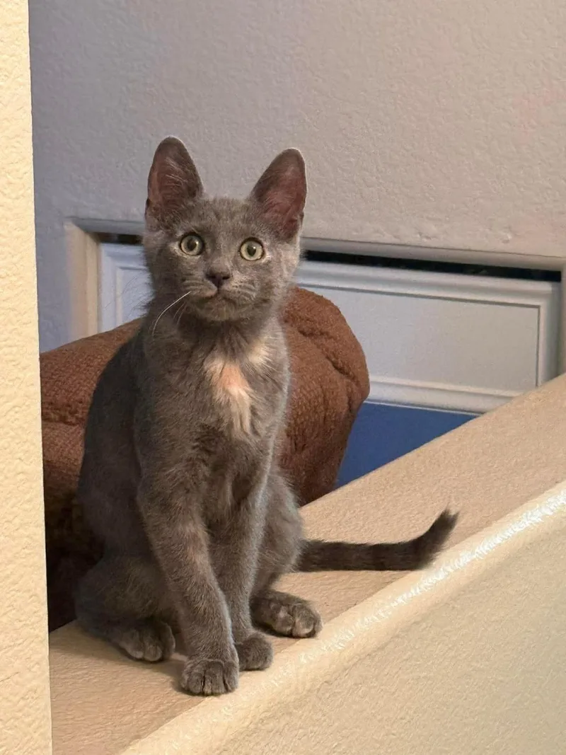 A baby small-sized female Gray / Blue / Silver Domestic Short Hair cat named Ruby Hopscotch for adoption in Chandler, AZ