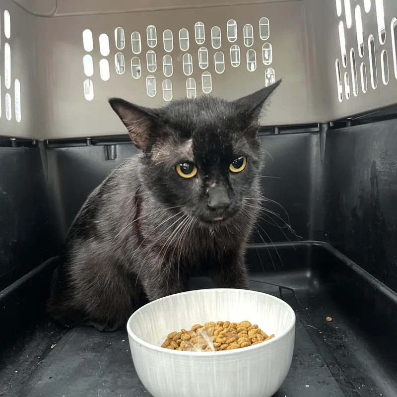 A young large-sized male Black Domestic Short Hair cat named Habanero for adoption in Lake Jackson, TX