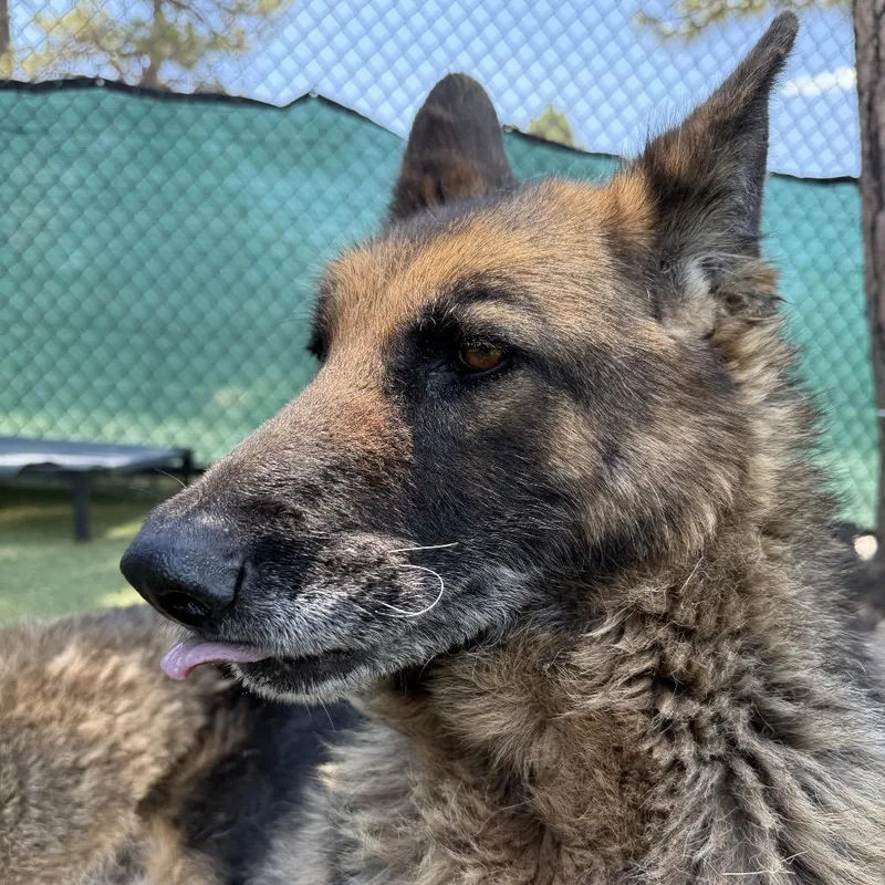 An adult large-sized male Yellow / Tan / Blond / Fawn German Shepherd Dog dog named Willie for adoption in Flagstaff, AZ