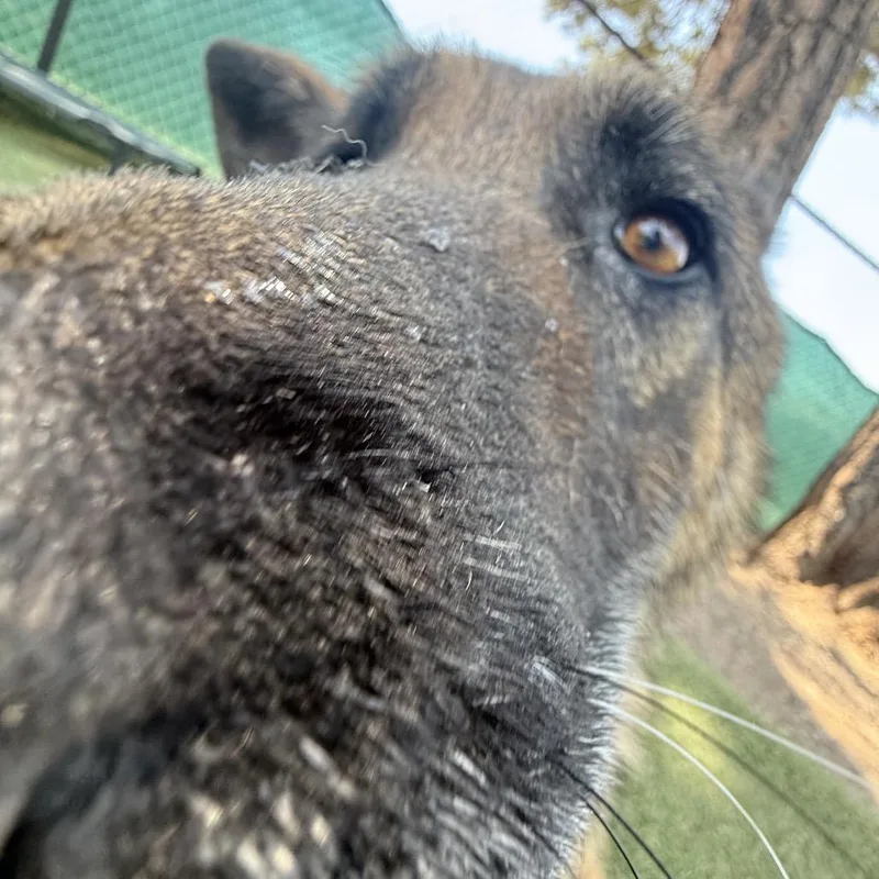 Willie thumbnail 2