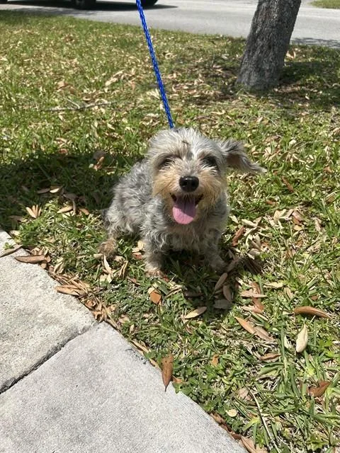 A senior small-sized female Yorkshire Terrier dog named Lil P for adoption in Miami, FL
