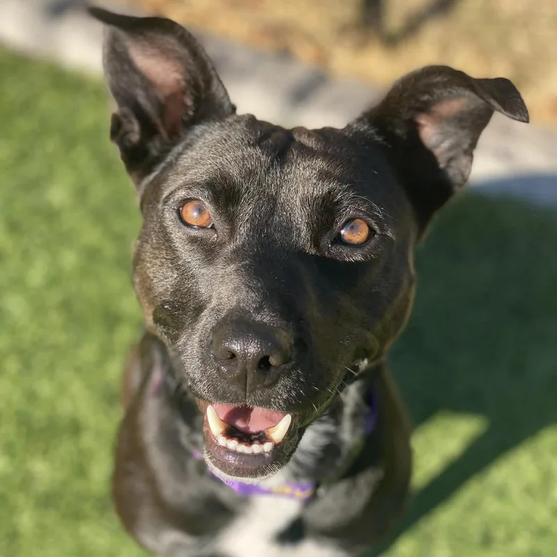 A young medium-sized female Black Pit Bull Terrier dog named Josie for adoption in Evans, GA