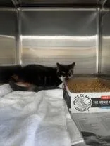 A senior medium-sized female Domestic Short Hair cat named Cali for adoption in Clayton, GA