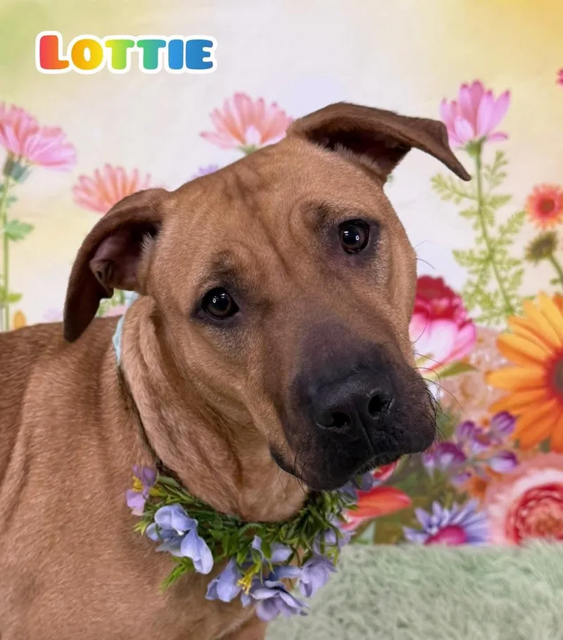 An adult medium-sized female Yellow / Tan / Blond / Fawn Mixed Breed dog named Lottie for adoption in Flint, MI