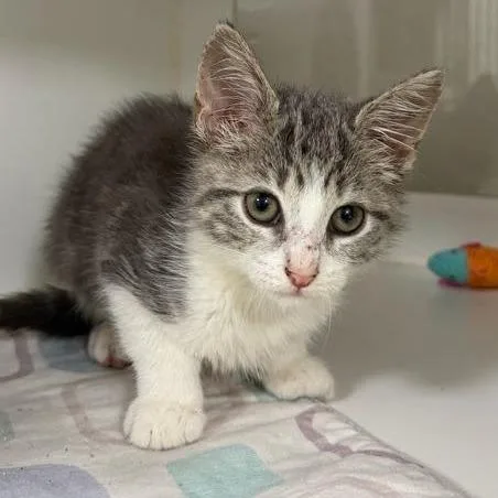 A baby small-sized male Gray / Blue / Silver Domestic Short Hair cat named Inky for adoption in Gainesville, FL