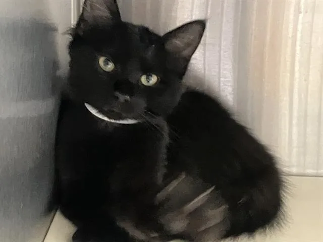 A baby small-sized female Domestic Medium Hair cat named Luna for adoption in Tustin, CA