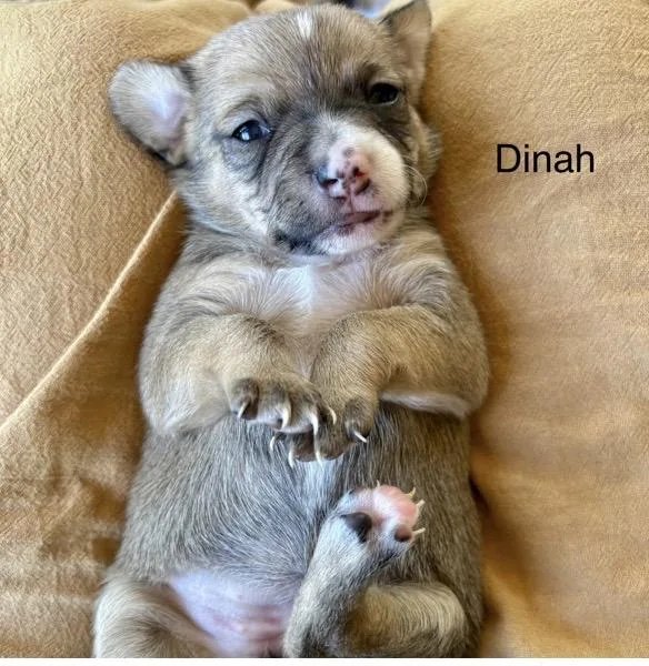 Dinah