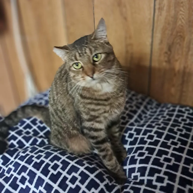 An adult medium-sized female Tabby (Brown / Chocolate) Domestic Short Hair cat named Tipsy for adoption in Vine Grove, KY