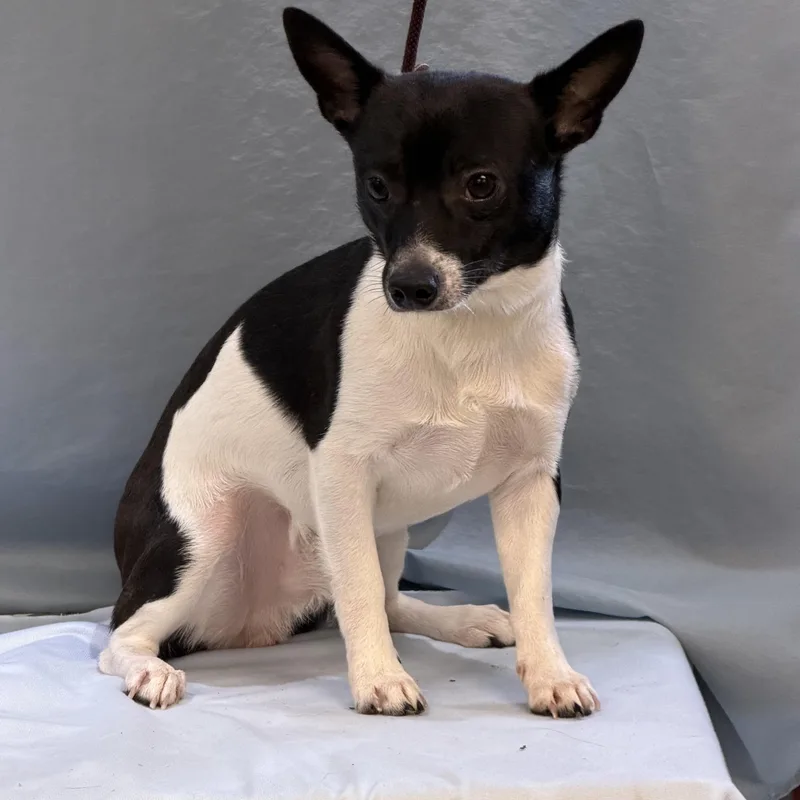 An adult small-sized male Chihuahua dog named Max for adoption in Maynardville, TN