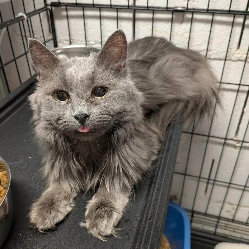 An adult small-sized female Gray / Blue / Silver Domestic Long Hair cat named Ashes for adoption in Greenville, PA